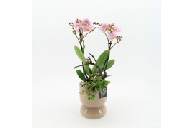 Phalaenopsis PHAL-2504RZ Phalaenopsis creatie 2 pp