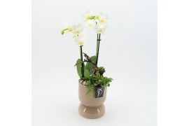 Phalaenopsis PHAL-2504W Phalaenopsis creatie 2 pp