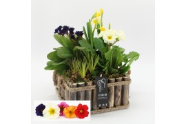 Arrangementen tuinplanten PMCR-2549 Primula creations Deluxe 4 pp