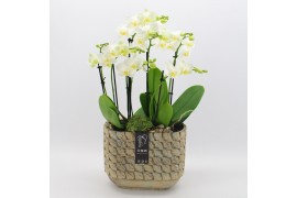 Phalaenopsis PHAL-2509W Phalaenopsis creatie 2 pp