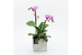 Phalaenopsis PHAL-2510RZ Phalaenopsis creatie 2 pp