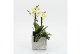 Phalaenopsis PHAL-2510W Phalaenopsis creatie 2 pp