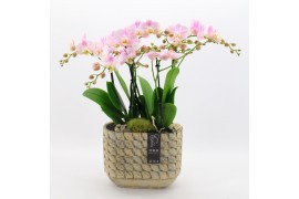 Phalaenopsis PHAL-2509RZ Phalaenopsis creatie 2 pp