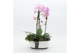 Phalaenopsis PHAL-2515RZ Phalaenopsis creatie 3 pp