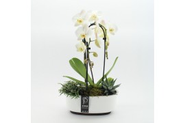 Phalaenopsis PHAL-2515W Phalaenopsis creatie 3 pp