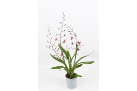 Oncidium mieke von holm 2 tak,2 tak/plnt,tweekleurig,2 tak/plnt,tweekl