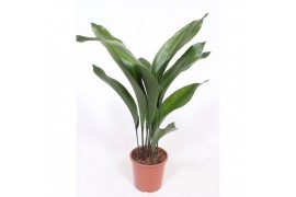 Aspidistra elatior