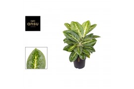 Aglaonema lemon mint