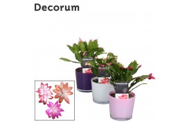 Schlumbergera mix decorum in nashville glaspot mix