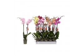 Phalaenopsis mix 2 tak - 18+ bloemen