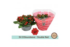 Kalanchoe blossfeldiana gevuld rubio red double red