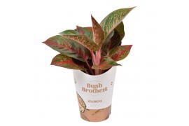 Aglaonema dark star