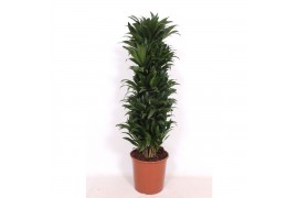 Dracaena fragr. compacta vertakt