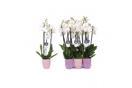 Phalaenopsis white world 3 tak - 18+ bloemen mix keramiek