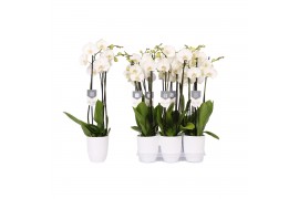 Phalaenopsis white world 3 tak - 18+ bloemen wit keramiek