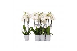 Phalaenopsis white world 3 tak - 18+ bloemen grijs keramiek