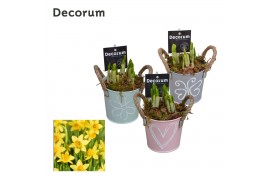 Arrangementen narcissus Bucket Mini GM HL10777