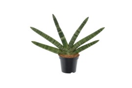 Sansevieria cylindrica skyline