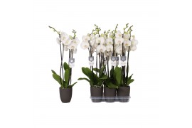 Phalaenopsis white world 3 tak - 18+ bloemen antraciet keramiek