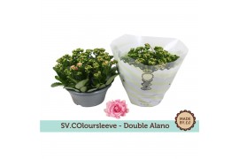 Kalanchoe rosalina alano bicolor double alano in box