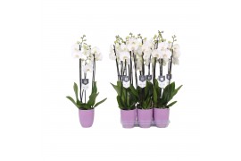 Phalaenopsis white world 3 tak - 18+ bloemen lila keramiek