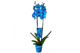 Phalaenopsis magic blue 2 tak