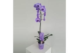 Phalaenopsis wonder purple 1 tak