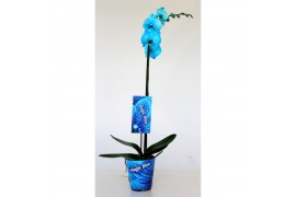 Phalaenopsis wonder light blue 1 tak