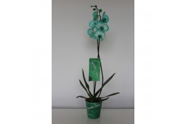 Phalaenopsis wonder green 1 tak