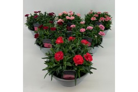 Dianthus oscar mix