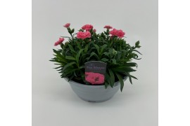 Dianthus oscar pink