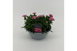 Dianthus oscar pink and purple