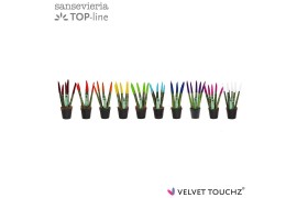 Sansevieria velvet touchz mix