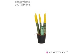 Sansevieria velvet touchz geel