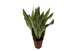 Sansevieria trifasciata moonshine