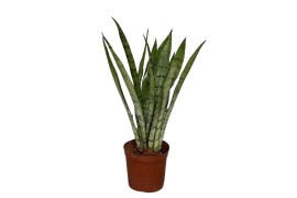 Sansevieria trifasciata Silver Princess