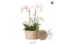 Phalaenopsis Kolibri Field white 6spike greens 3x6cm in reed basket