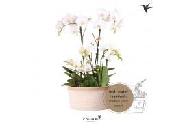 Phalaenopsis Kolibri Field white 6spike greens 3x6cm in white basket