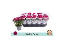 Chrysanthemum ind. mount aubisque purple Double Purple