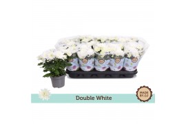 Chrysanthemum ind. mount gerlach Double White