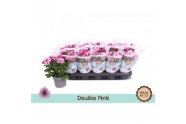 Chrysanthemum ind. mount aubisque Double Pink