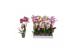 Phalaenopsis mix 3 tak - 18+ bloemen