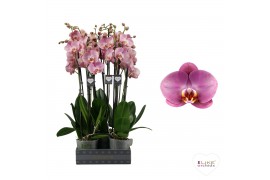 Phalaenopsis Honey Peach - 3 tak - 55/60cm