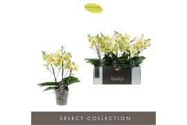 Phalaenopsis geel Tablo Limoncello 3 tak