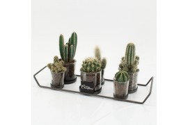 Arrangementen cactus CTCR-2540 Cactus Essentials 6 pp