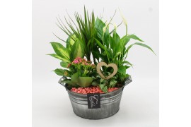 Arrangementen kamerplanten BARM-2516RZ Basic Romantic 5 pp