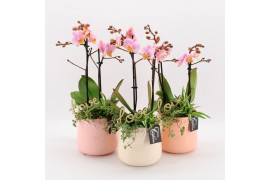 Phalaenopsis PHALRM-2505RZ Romantic Phalaenopsis 3 pp