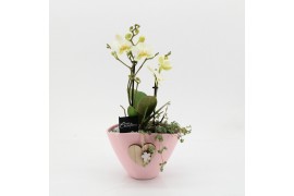 Phalaenopsis PHALRM-2509W Romantic Phalaenopsis 2 pp