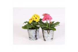 Gerbera mix belicht 2+ in pot met berken print