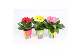 Gerbera mix belicht 2+bl in potlood beker